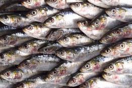 Image du Maroc Professionnelle de  Arrivée des sardines fraiches dans une conserverie à Agadir, ville située au sud du Maroc, Vendredi 23 Août 2002. (Photo / Abdeljalil Bounhar) 